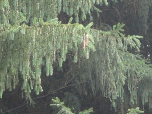 Rain glistening in the pines...