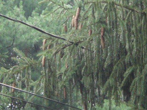 More rain in the pines