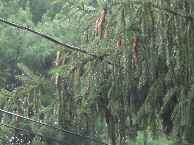 More rain in the pines
