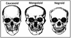 94575d9973a96888fa7702f4e7e9684e--head-anatomy-skulls
